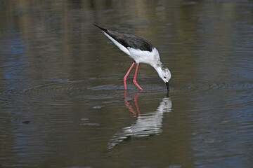 white stilt with its reflection in the water