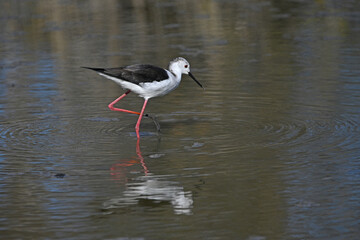 white stilt with its reflection in the water