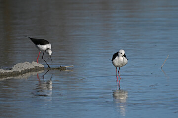 two white stilts with reflections in the water