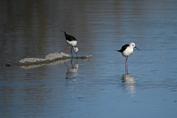 two white stilts with reflections in the water