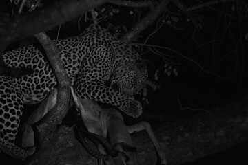 Leopard Eating an Impala in a Tree Black and white 
