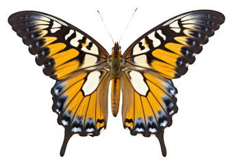 PNG Butterfly animal insect white background.