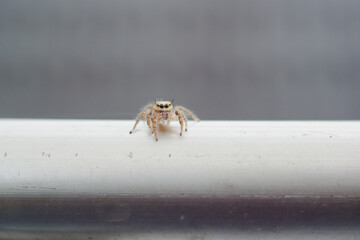 Salticidae or small hairy jumping spiders