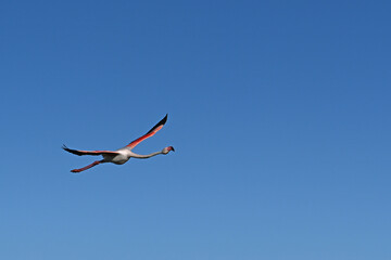 pink flamingo in flight against blue sky