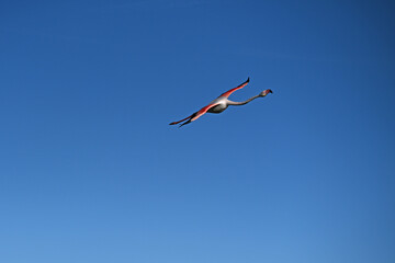 pink flamingo in flight against blue sky