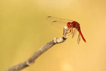 Especimen de Crocothemis erythraea (libélula roja) posada sobre una rama