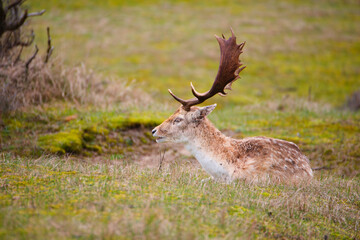 Red deer stag with antlers in spring, forest of Amsterdamse Waterleidingduinen in the Netherlands, wildlife in the woodland