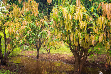 mango tree and mango garden,mango tree