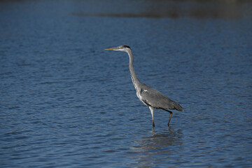 gray heron walking in the water