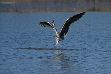 gray heron taking flight on a body of water