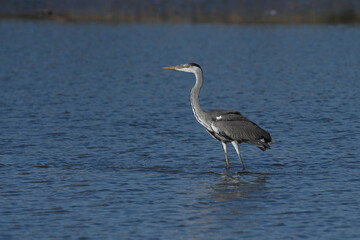 gray heron walking in the water