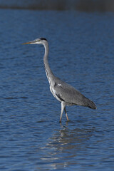gray heron walking in the water