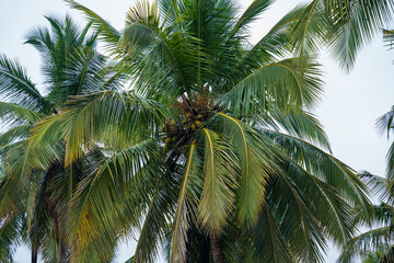 Fototapeta premium Beautiful coconut palm trees farm