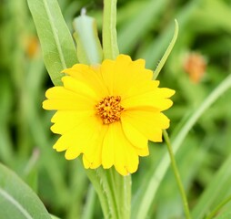 A close view of the bright yellow flower in the garden.