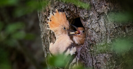 Beautiful Upupa epops Hoopoe they feed their young in a nest in a tree. © Jiří Fejkl