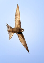 Apus apus Common swift flies and hunts insects.