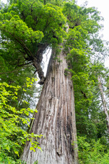 The Big Tree Wayside in Prairie Creek Redwoods State Park in Redwood National Park. Newton B. Drury...