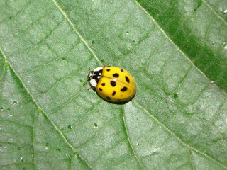 Harlequin ladybird beetle (Harmonia axyridis f. succinea) yellow with black spots sitting on a...
