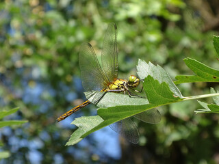 The vagrant darter dragonfly (Sympetrum vulgatum), young female resting on a hawthorn leaf