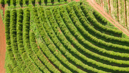 Fototapeta premium Aerial view of a coffee plantation in Paraná, Brazil. Arabica coffee agricultural farm. Outdoor coffee plantation field with green background landscape.