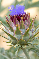 Alcachofa (Cynara scolymus)