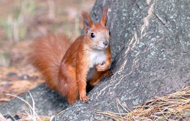 red squirrel in the forest