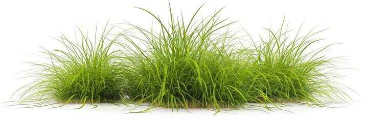 Rich green grass against a clean white backdrop, capturing the vibrancy of nature's growth.