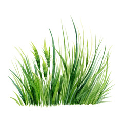Obraz premium green grass watercolor isolated on transparent background cutout