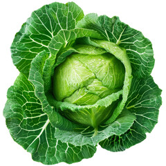 Obraz premium Close-up of fresh Savoy cabbage with green leaves, isolated on white background