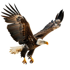 Fototapeta premium bald eagle in flight