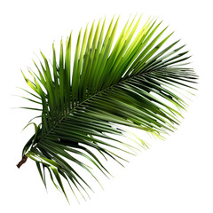 palm tree leaves