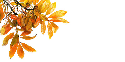 autumn leaves isolated on white