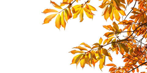 golden autumn leaves