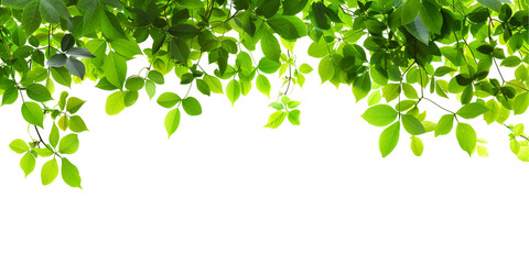 green leaves background