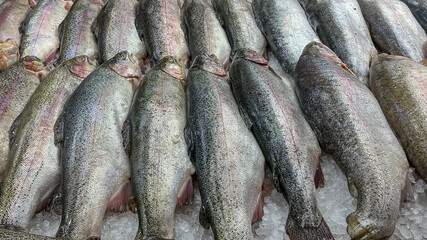 Fresh Large Sea Fish Trout On Counter In Fish Shop.