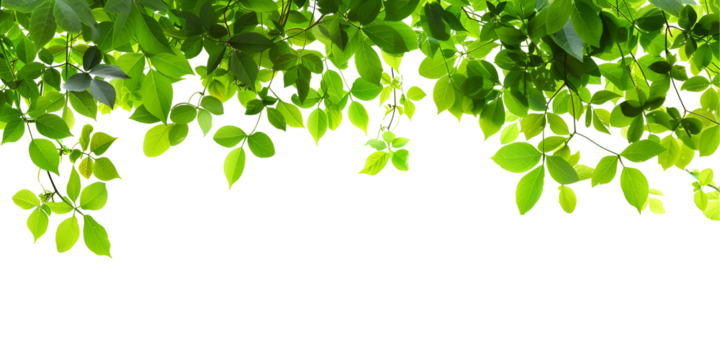 green leaves background