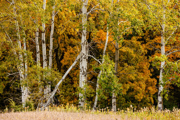 The white bark of the birch trees pop out before the golden leaves of the ash trees within Pike...