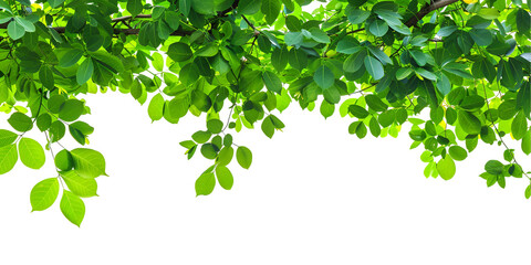 green leaves background