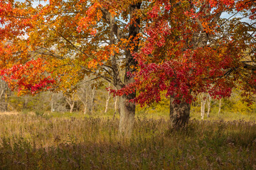 Two maple trees, with their leaves changing, in the field within Pike Lake Unit, Kettle Moraine State Forest, Hartford, Wisconsin on a mid-October morning