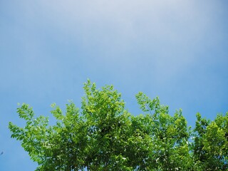 Beautiful green leaves blue sky nature background.