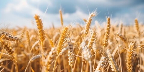 Fototapeta premium A picturesque wheat field under a sunny sky with Slavic features. Concept Golden Wheat Field, Sunny Sky, Slavic Inspiration