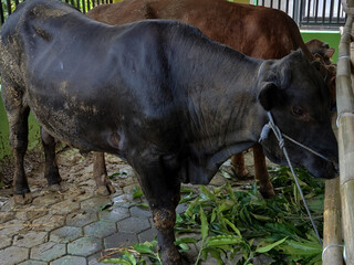 cow in the cage. farm animal sign and symbol.