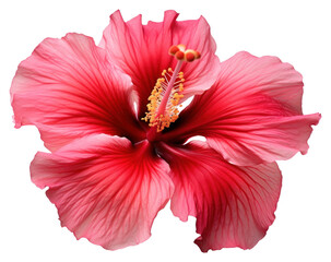 PNG Hibiscus Hibiscus Flower Blossom