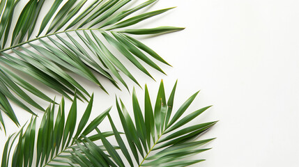 Naklejka premium Tropical palm leaves on a white background. Summer concept. Flat lay, top view, copy space