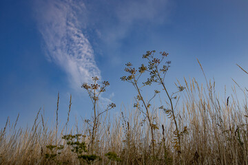 A field of dry grass with a blue sky in the background