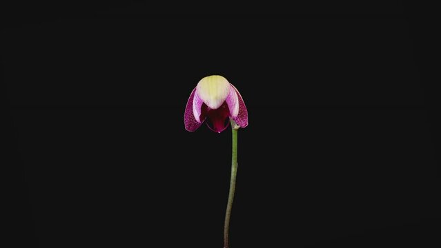 Blooming Magenta Orchid Phalaenopsis Flower on Black Background. Ma Cherie  Orchid. Time Lapse. 4K.