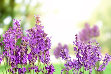Purple Verbena fresh flowers on green field