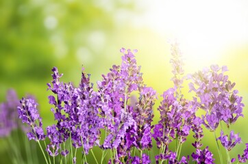 Purple Verbena fresh flowers on green field