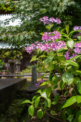 鎌倉246　英勝寺20　紫陽花