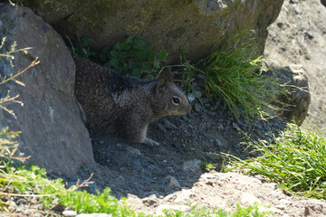 Naklejka premium Closeup on a North American Beechey ground squirrel, Otospermophilus beecheyi douglasii, leaving it's hole in North California